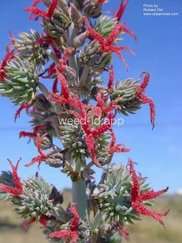 castorbean
